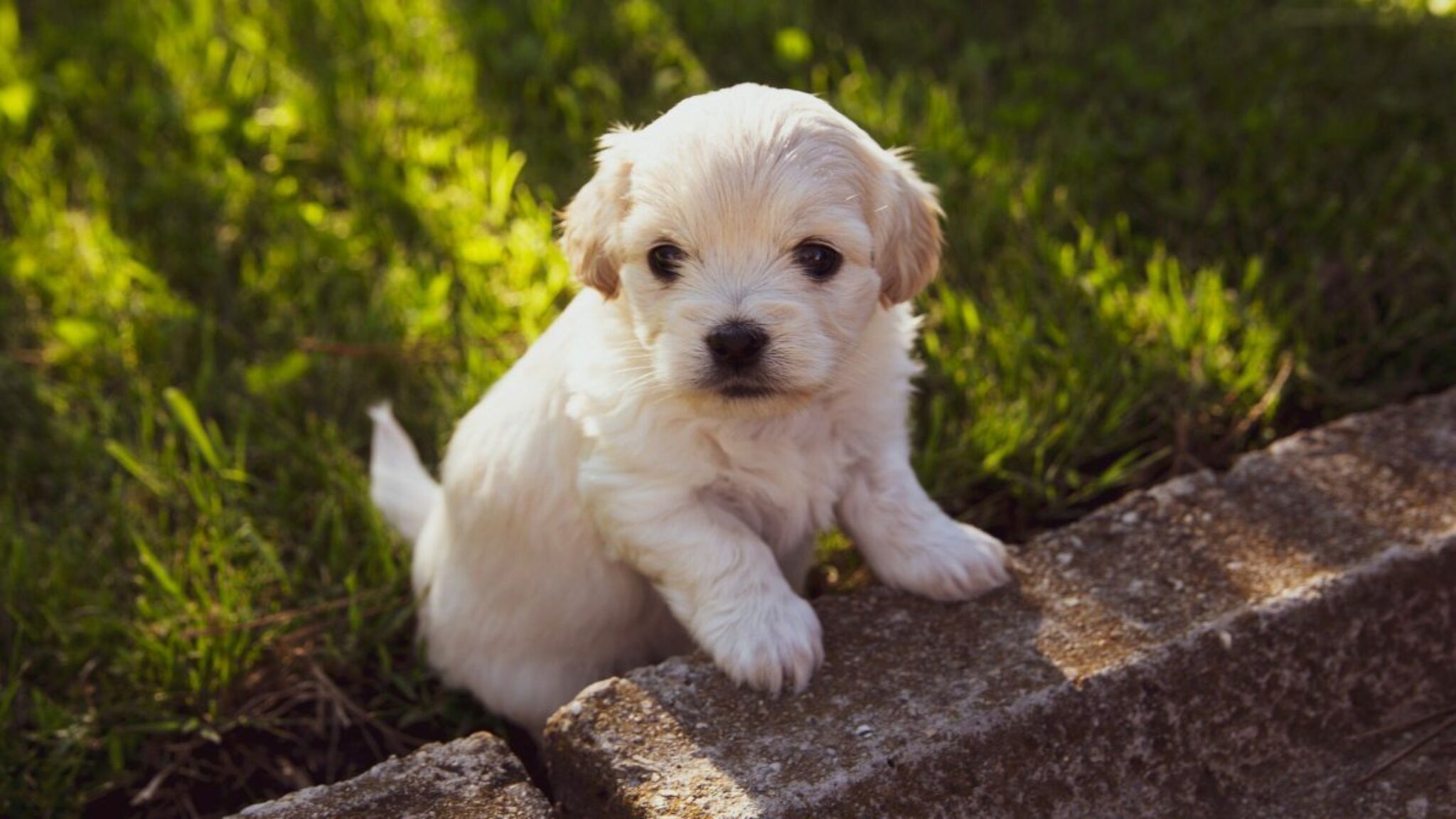 De Mooiste Hondenrassen 20 Puppy's Die De Lijst Hebben Gemaakt