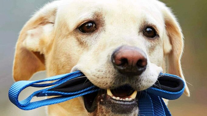 Deze Beoordelingen Helpen U Bij Het Vinden Van De Beste Harnassen Voor Honden Die Niet Trekken