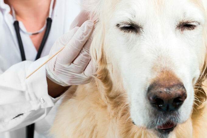 Hoe Huidallergieën Bij Honden Te Behandelen?
